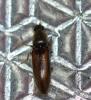 Athous vittatus